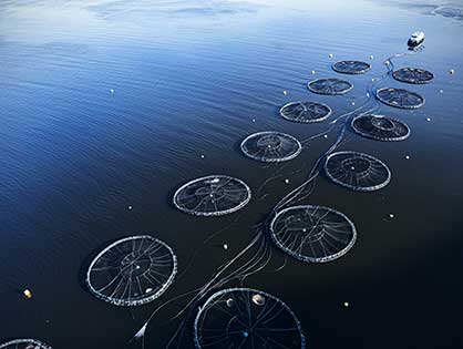 Smart Fish Farm