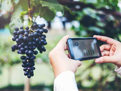 Smart Winery